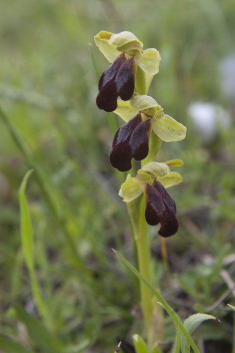 Ophrys lucana